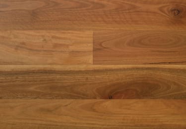 Australian Spotted Gum 136